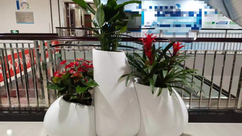 成都苗木种植技术：因地制宜的种植技巧解析