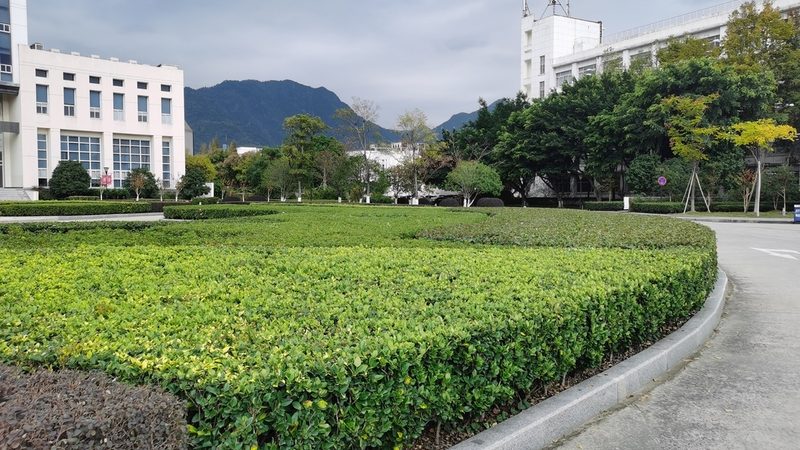 绿化工程苗木：哪些品种潜力巨大，利润可观？**